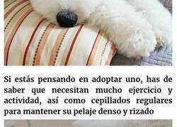 Enlace a Esta adorable perrita se llama Bayley y su parecido con Snoopy es increíble