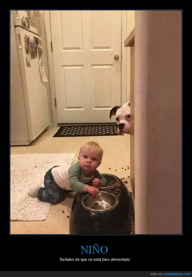 comida para perros,comiendo,niño,perros,pillada