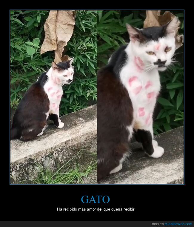 gato,besos,wtf