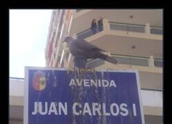 Enlace a Esta paloma eligió un curioso lugar para desahogarse