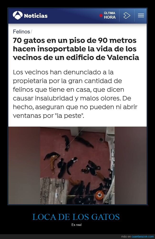 gatos,piso,vecinos