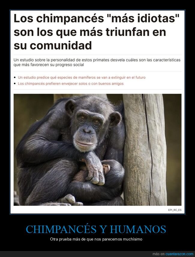 chimpancés,idiotas,triunfar