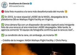 Enlace a Rana sin suerte