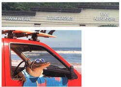 Enlace a Ropa de baño, gafas de sol y caimanes vivos