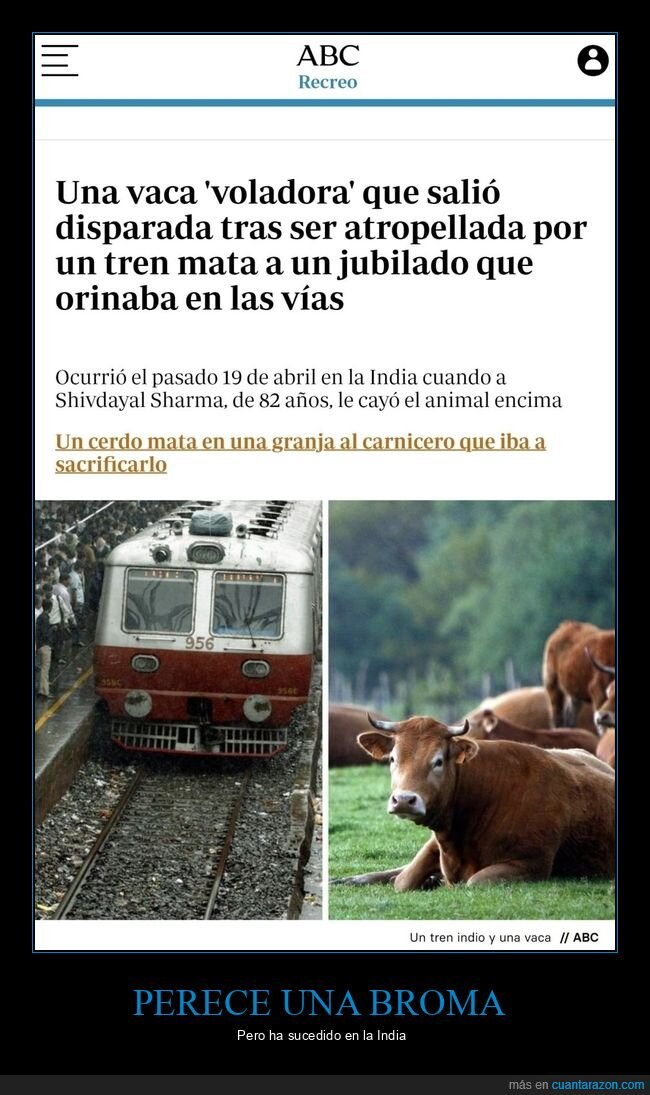 vaca,voladora,jubilado,vías,tren