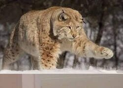 Enlace a No veo diferencias