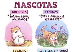 Enlace a Así se comportan estas mascotas