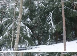 Enlace a Expertos en camuflaje