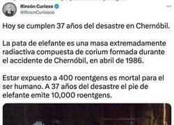 Enlace a La pata de elefante de Chernóbil