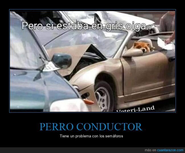 perro,coche,accidente,semáforo,gris