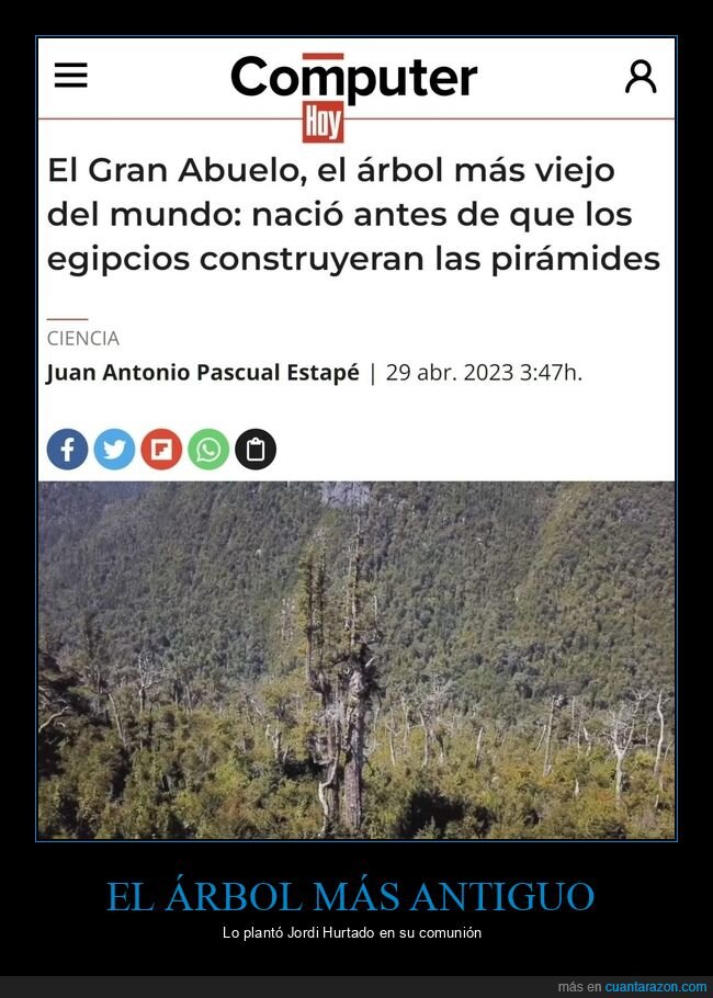 gran abuelo,árbol,viejo