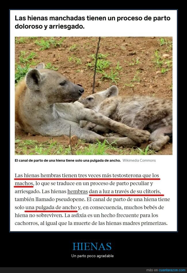 hienas,parto,curiosidades
