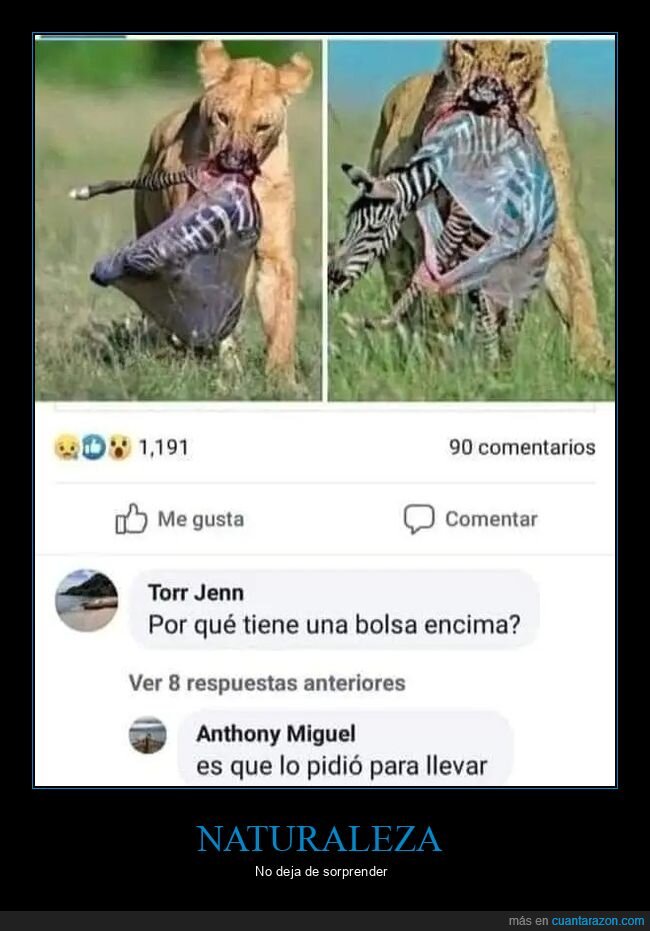 bolsa,cebra,comentarios,le&oacute;n