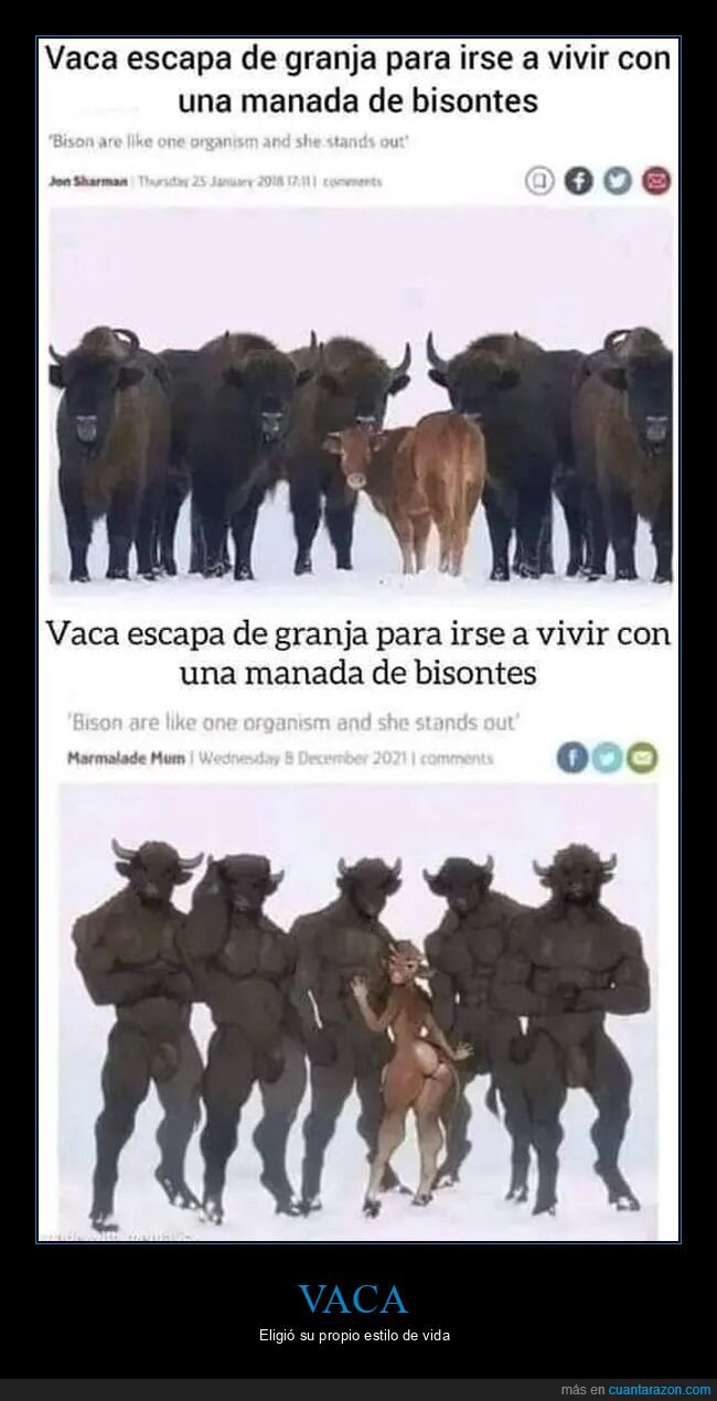 bisontes,escapar,granja,vaca