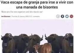 Enlace a Vaca emancipada