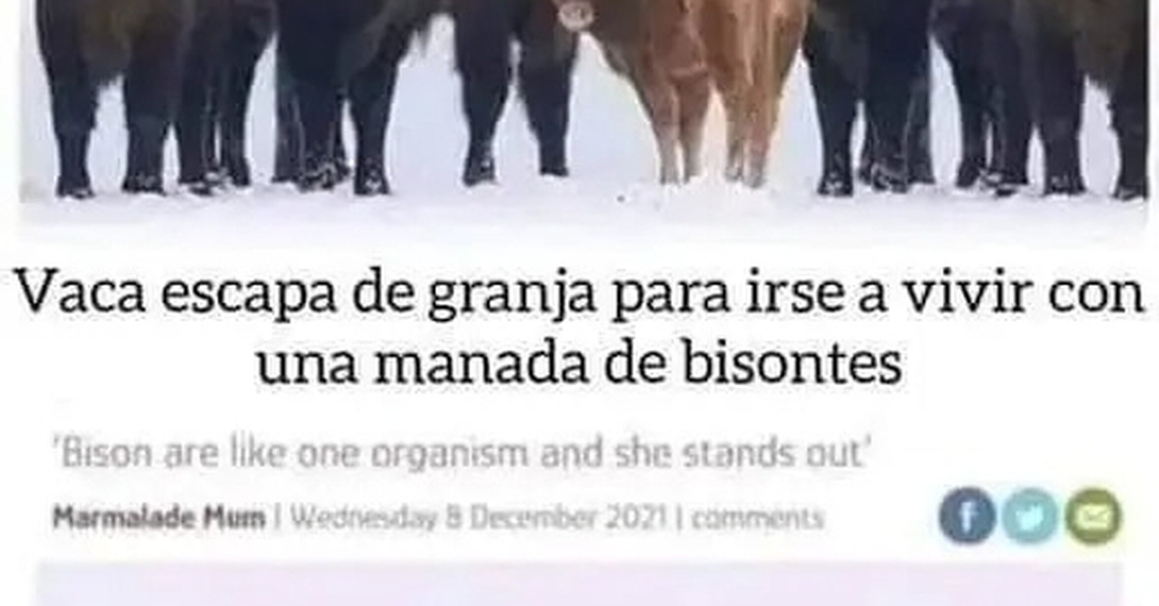 Vaca emancipada