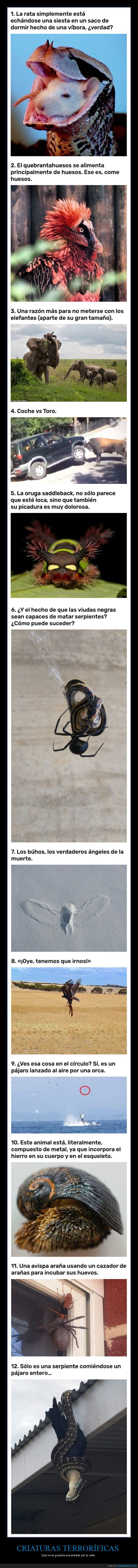 animales,terroríficos