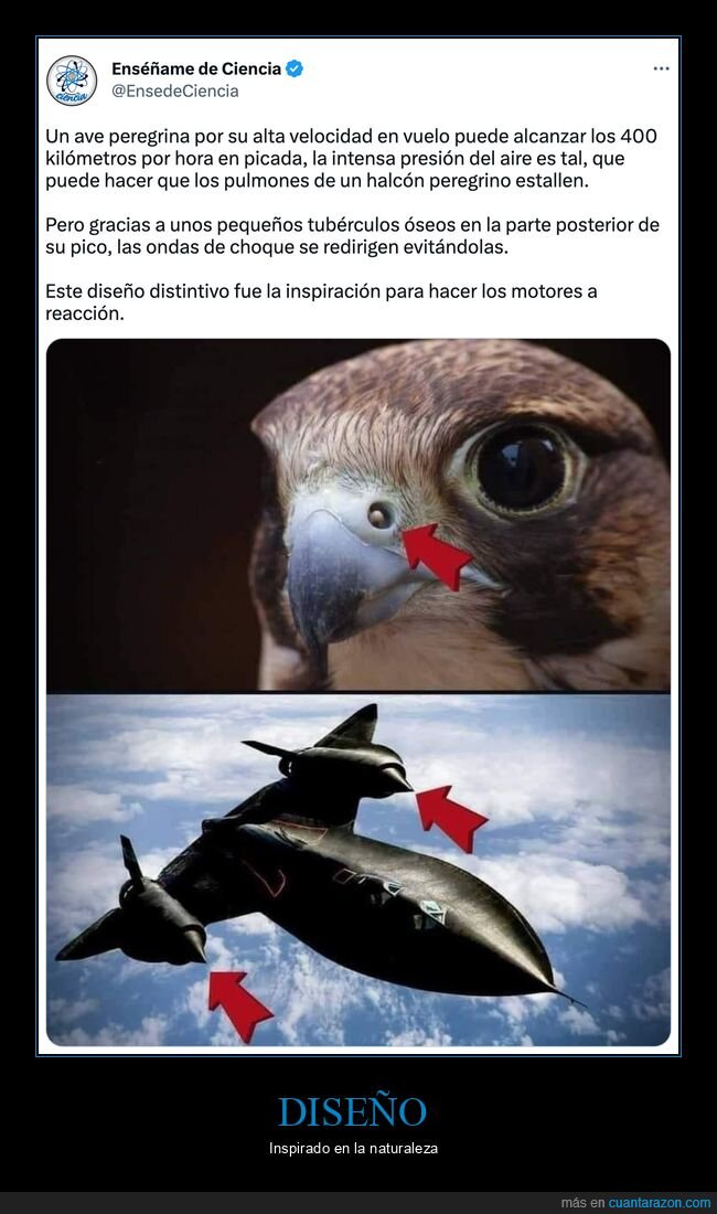 ave pergrina,vuelo,velocidad,motores a reacción