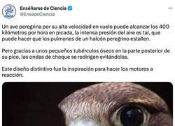 Enlace a Las respuestas se encuentran en la naturaleza