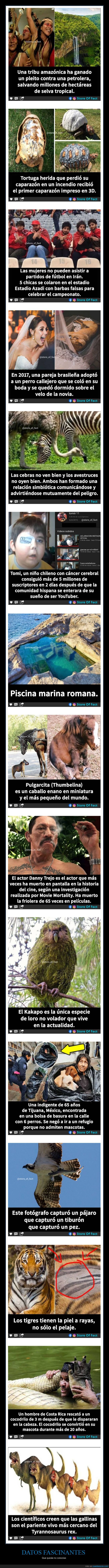 datos fascinantes,curiosidades