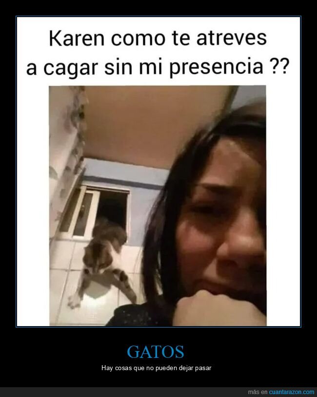 aseo,gatos,ventana,wtf