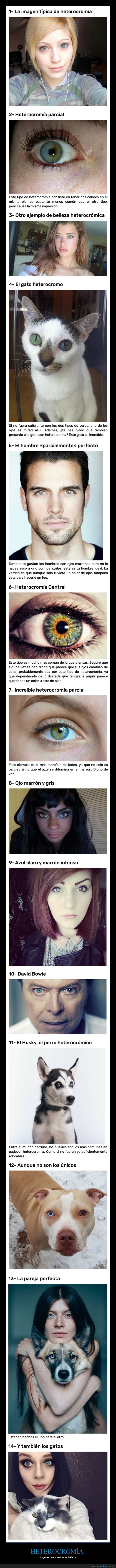 heterocromía,ojos,colores