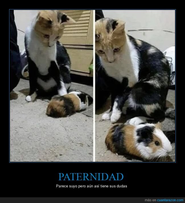 gato,cobaya,parecidos