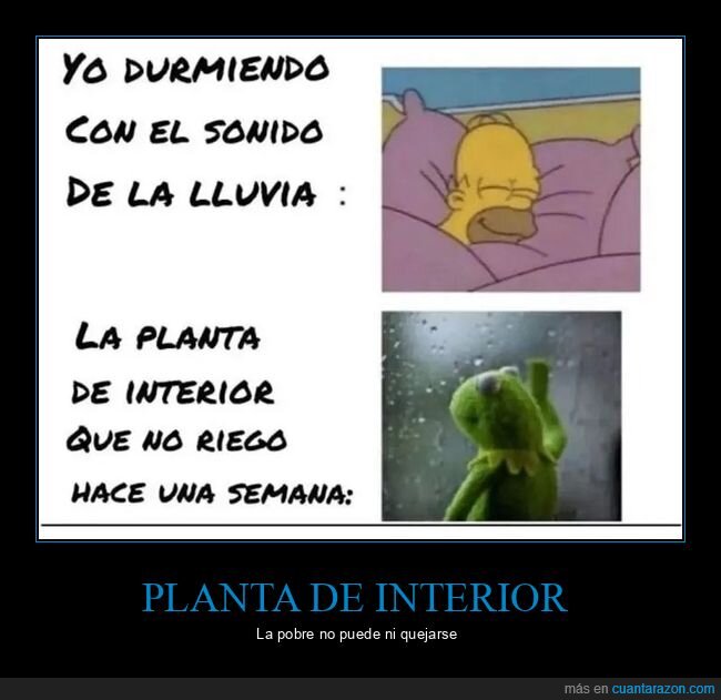 durmiendo,lluvia,planta,regar,sonido