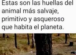 Enlace a Las peores huellas que te puedes encontrar