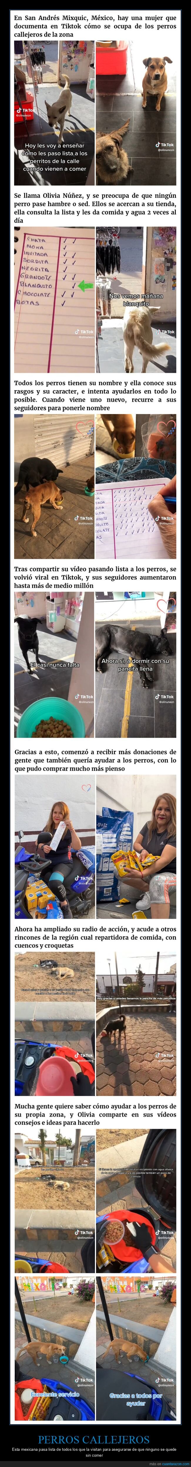 perros callejeros,pasar lista,comida