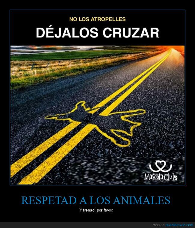 atropellar,animales,carretera