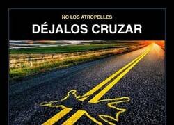 Enlace a Ojo en la carretera