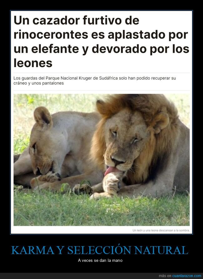 cazador,elefante,leones