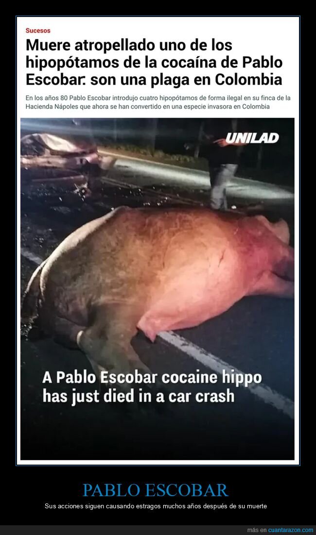 atropellado,hipopótamo,muerte,pablo escobar