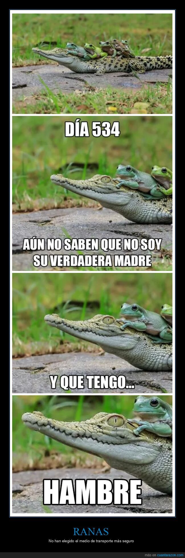 cocodrilo,hambre,ranas