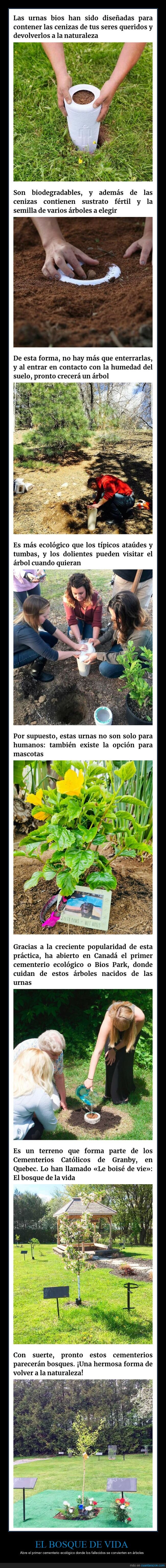 el bosque de vida,cementerio,ecológico,árboles