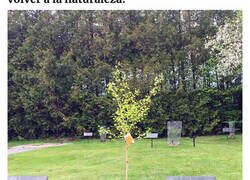 Enlace a  Abre el primer cementerio ecológico donde los fallecidos se convierten en árboles