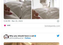 Enlace a Imágenes graciosas y adorables que nos muestran por qué deberíamos adoptar un gato