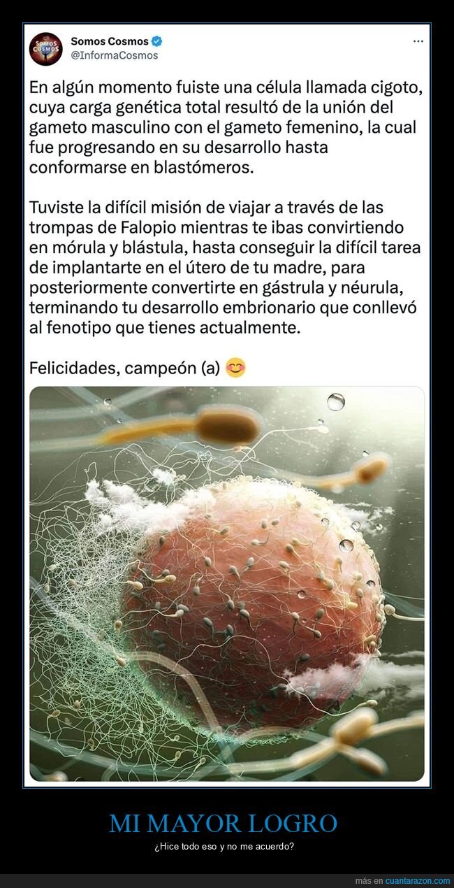 célula,cigoto,embrión