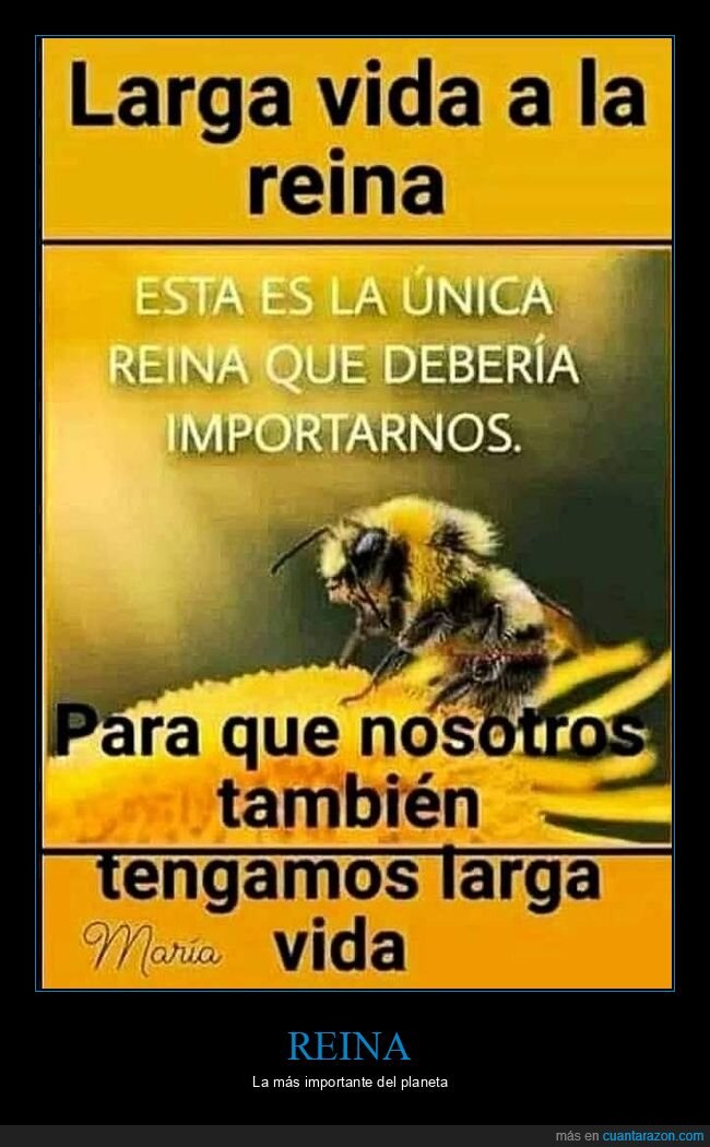 reina,abejas