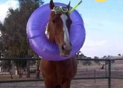 Enlace a Criatura majestuosa