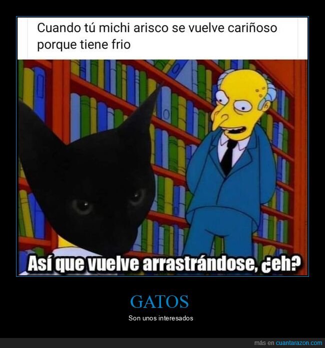 gato,arisco,cariñoso,frío