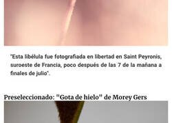 Enlace a Impresionantes fotografías de primeros planos del reto «Minimal» del premio Close-Up Photographer of the Year 2022