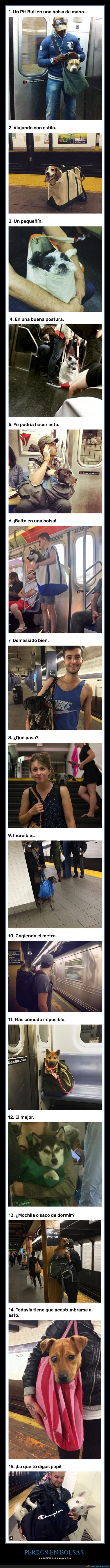 perros,bolsas,normas,tren
