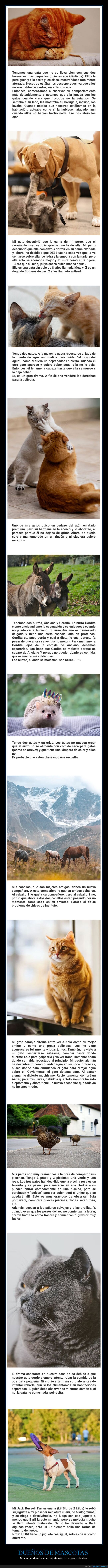 mascotas,dramáticas
