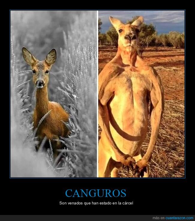 canguro,cárcel,venado