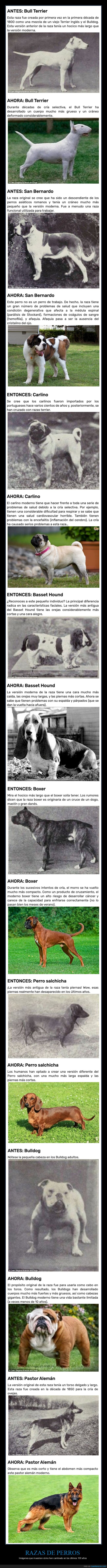 perros,razas,cambios,antes,ahora