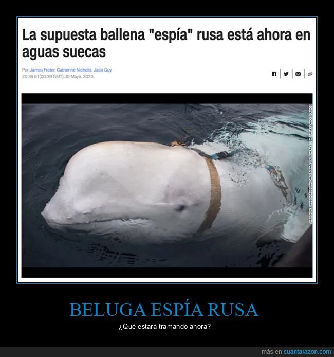 beluga,espía,rusos