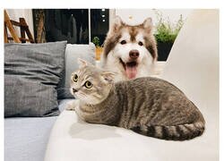 Enlace a Reglas absurdas, ingeniosas y sencillamente divertidas que establecen los gatos de la gente