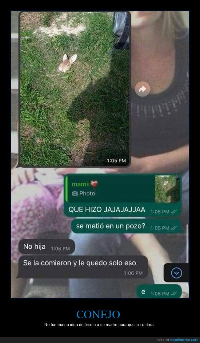 cabeza,conejo,whatsapp